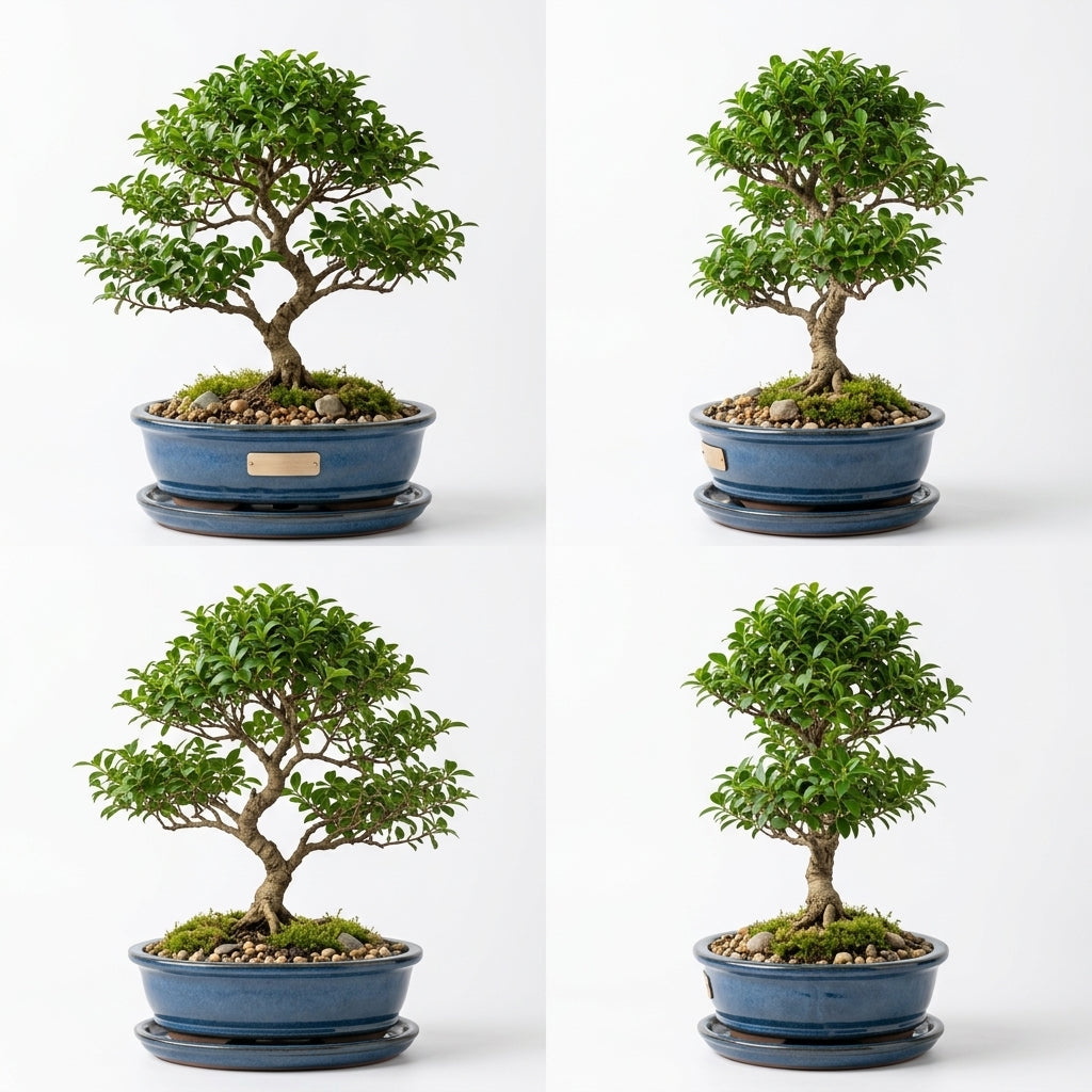 mikywah Ceramic Bonsai Planter Pot with Drainage Holes & Drip Saucer – Heavy-Duty Glazed Oval Plant Container for Ficus & Juniper (Plant Not Included)