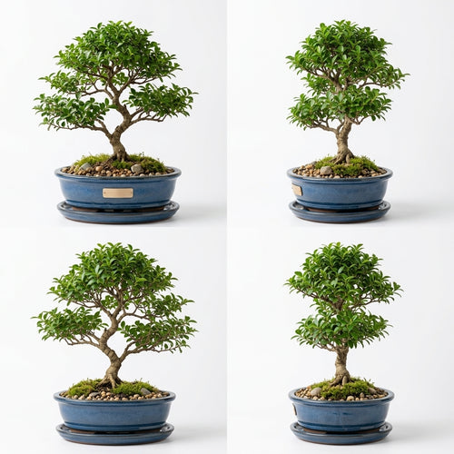 mikywah Ceramic Bonsai Planter Pot with Drainage Holes & Drip Saucer – Heavy-Duty Glazed Oval Plant Container for Ficus & Juniper (Plant Not Included)