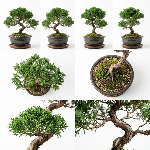 mikywah Japanese Style Glazed Ceramic Bonsai Planter with Saucer – 5-Inch Shallow Desktop Flower Pot for Juniper, Ficus & Herbs