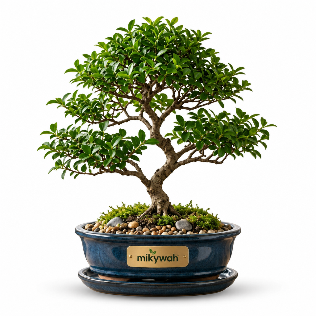 mikywah Ceramic Bonsai Planter Pot with Drainage Holes & Drip Saucer – Heavy-Duty Glazed Oval Plant Container for Ficus & Juniper (Plant Not Included)