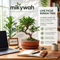 mikywah Round Terracotta Bonsai Pot with Drainage Tray – Textured Ceramic Shallow Planter Bowl for Succulents, Cactus & Indoor Plants