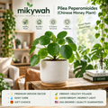 mikywah White Cylinder Ceramic Planter Pot with Drainage Hole & Bamboo Coaster – Decorative Tabletop Plant Pot for Home & Office (Plant Not Included)