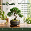 mikywah Japanese Style Glazed Ceramic Bonsai Planter with Saucer – 5-Inch Shallow Desktop Flower Pot for Juniper, Ficus & Herbs