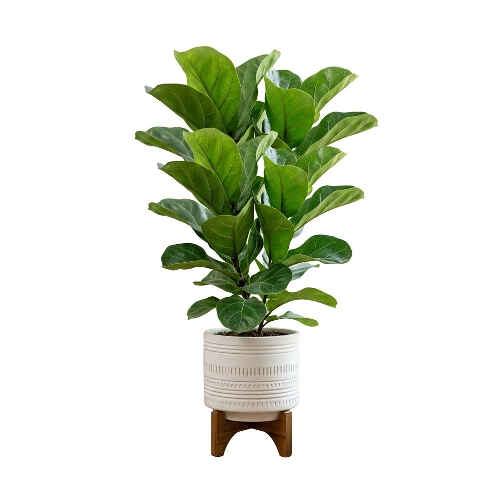 mikywah Mid-Century Ceramic Planter with Elevated Wooden Stand – White Textured Indoor Flower Pot for Fiddle Leaf Fig & Snake Plants
