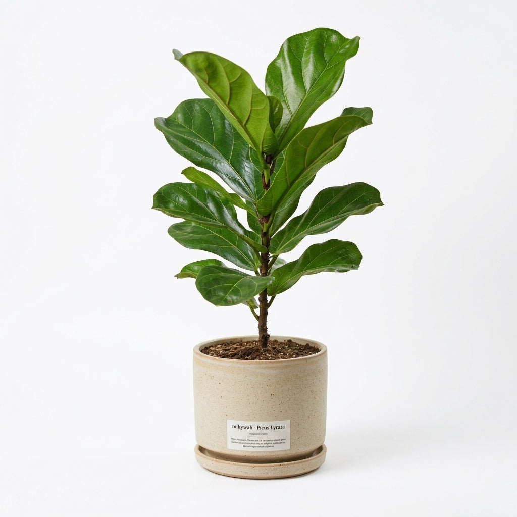 mikywah Modern Sandstone Textured Ceramic Planter – 5.5 Inch Cylinder Flower Pot with Matching Water Tray for Home & Office Decor
