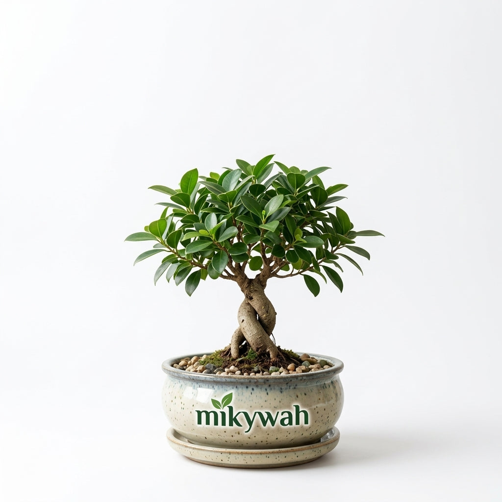 mikywah Round Glazed Ceramic Bonsai Pot with Matching Drainage Saucer – Shallow Speckled Planter Bowl for Ficus, Succulents & Indoor Trees (Pot Only)